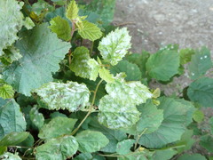 Erysiphe corylacearum