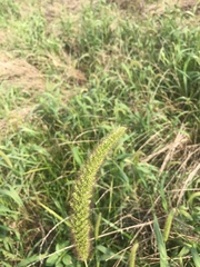 Setaria italica germanica