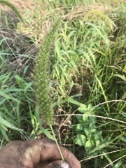 Setaria italica germanica