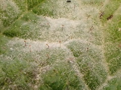 Erysiphe corylacearum