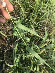 Setaria italica germanica