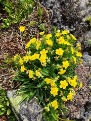 Potentilla biflora