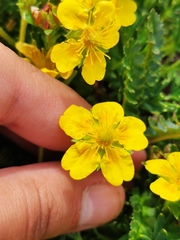 Potentilla biflora
