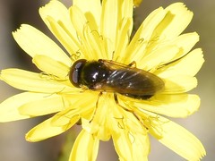 Cheilosia pagana