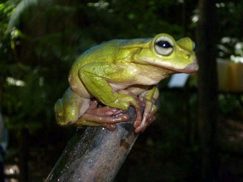 Sierra de Omoa Spikethumb Frog, Plectrohyla exquisita