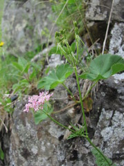 Chaerophyllum roseum