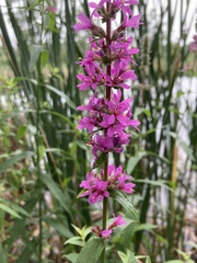 Lythrum salicaria