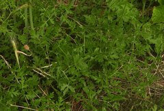 Peucedanum oreoselinum
