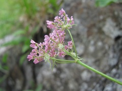 Chaerophyllum roseum