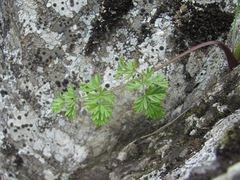 Chaerophyllum roseum