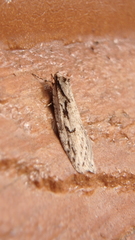 Semioscopis aurorella