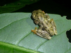 Plectrohyla
