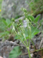 Chaerophyllum roseum