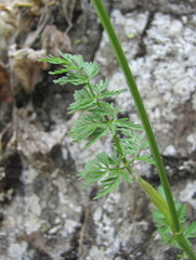 Chaerophyllum roseum