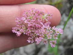 Chaerophyllum roseum