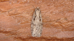 Semioscopis aurorella