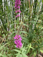 Lythrum salicaria