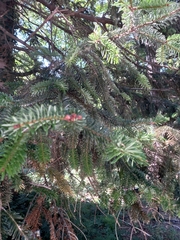Abies numidica