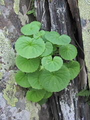 Viola caucasica