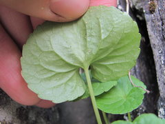 Viola caucasica