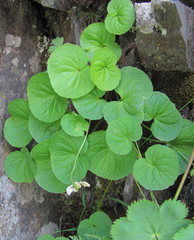 Viola caucasica
