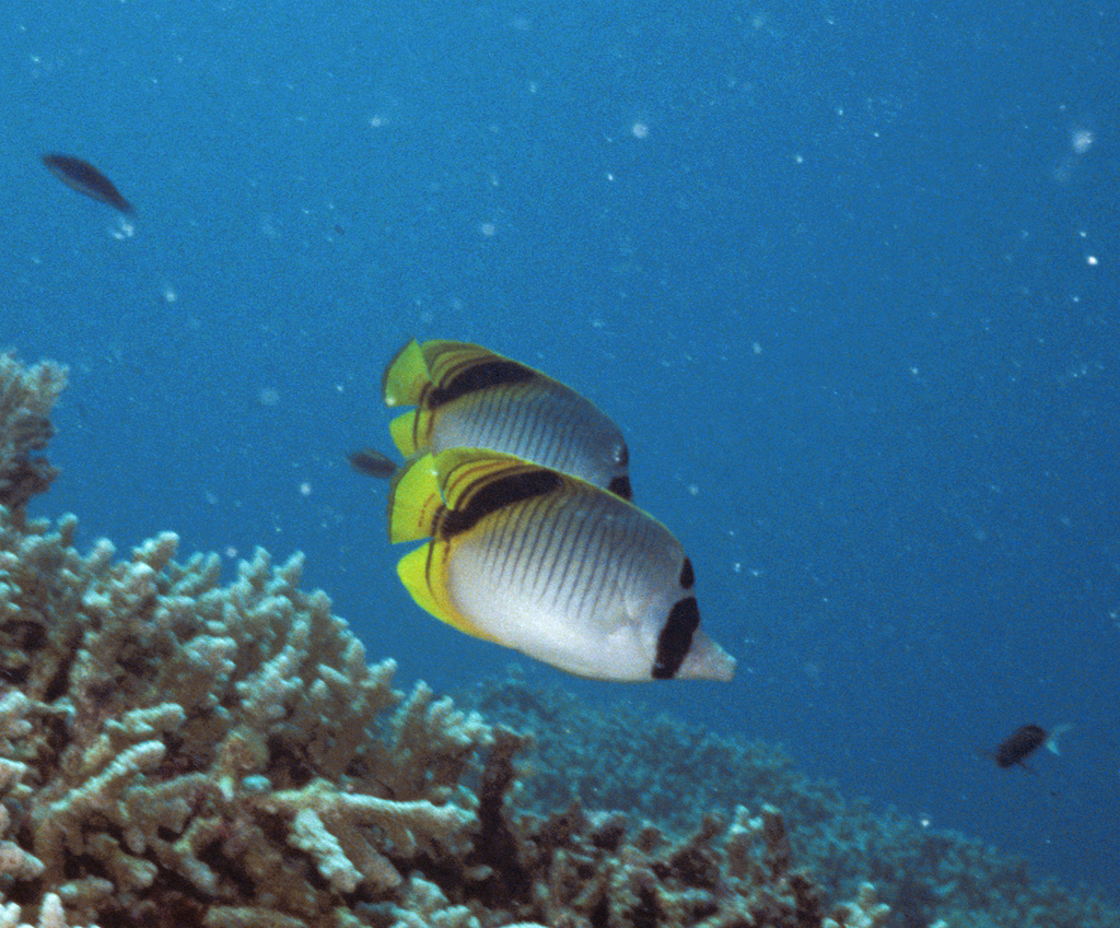 Pig-face Butterflyfish