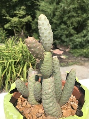 Tephrocactus