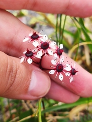 Micranthes melaleuca