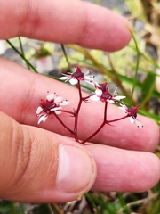 Micranthes melaleuca