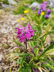 Pedicularis anthemifolia