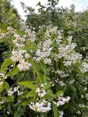 Deutzia pulchra