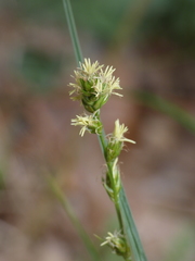 Carex leersii
