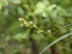 Carex leersii