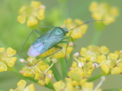 Lygocoris pabulinus