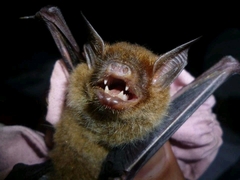 Bauerus dubiaquercus