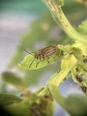Ophraella notulata
