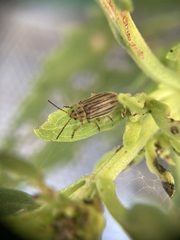 Ophraella notulata