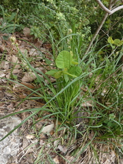 Carex leersii
