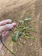 Dendrophthora bermejae