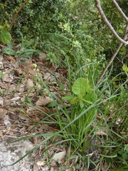 Carex leersii