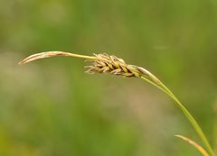 Carex sempervirens