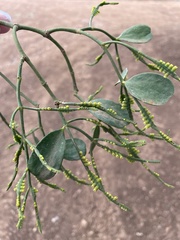 Dendrophthora bermejae