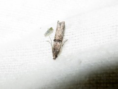 Nephopterix angustella