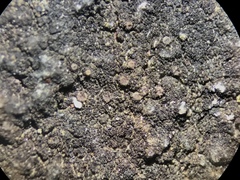 Halecania pepegospora