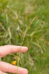 Carex sempervirens