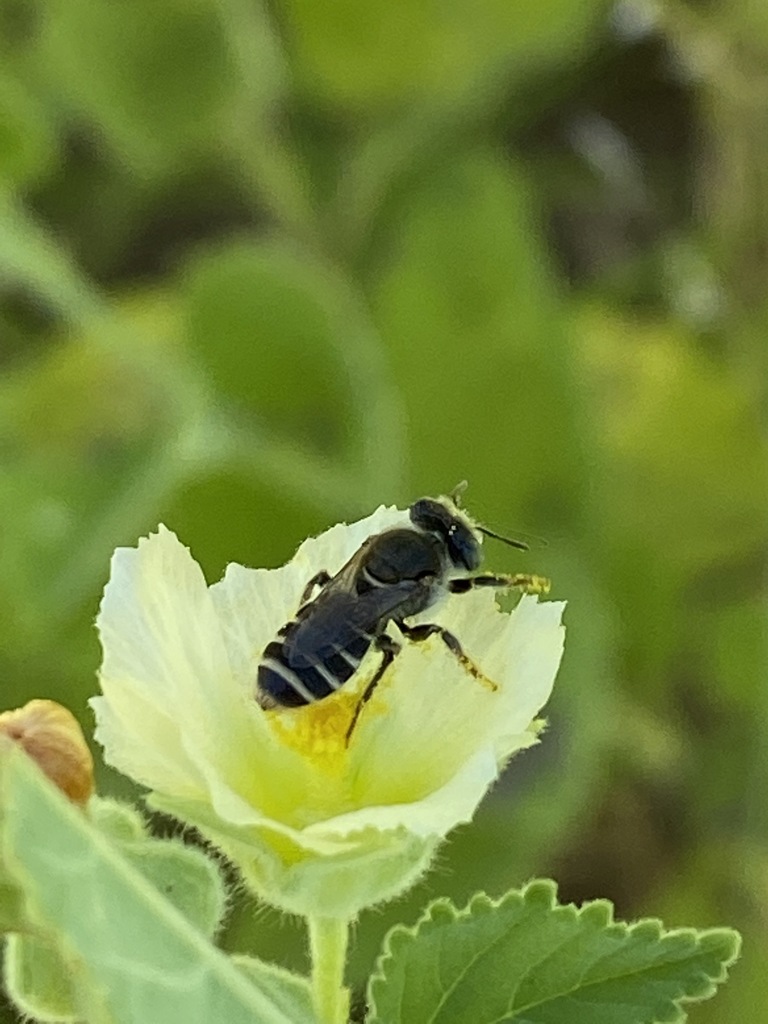 Meliturgula