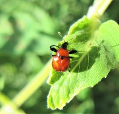 Homoeolabus analis