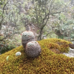 Mammillaria haageana