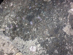 Halecania pepegospora