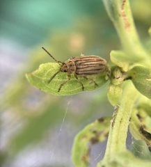 Ophraella notulata